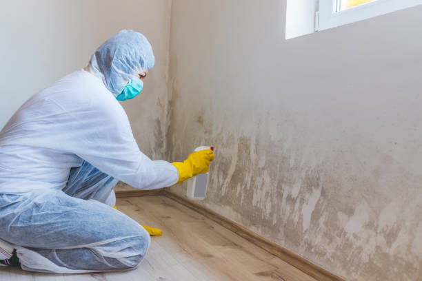 Licensed Basement Mold Remediation service in New Columbia, PA - WQB Mold Removal